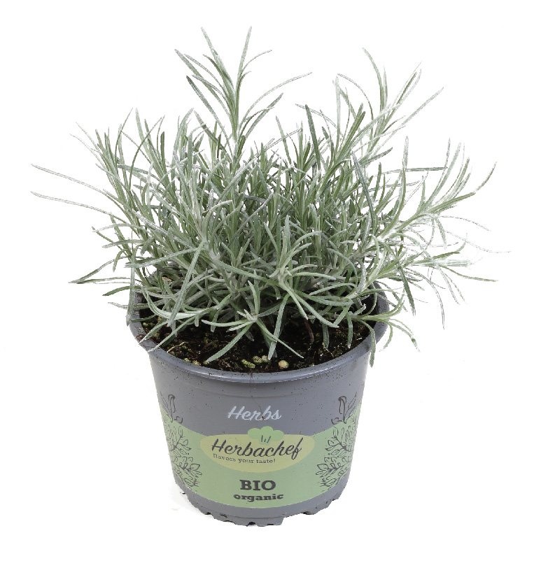 PLANTE AROMATIQUE BIO