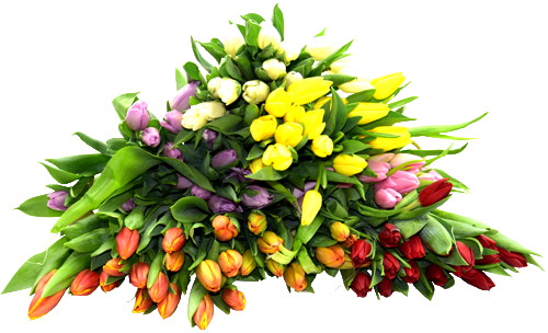 BOUQUET DE 15 TULIPES