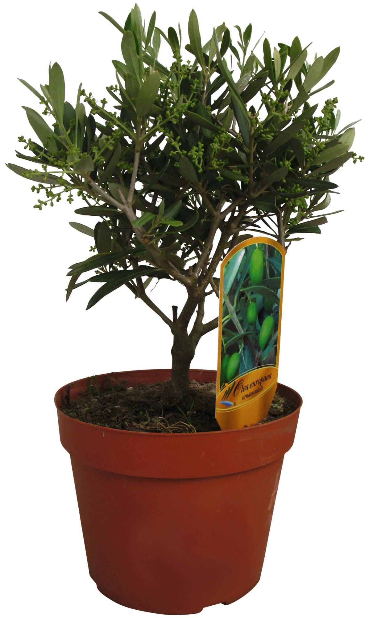 MINI OLIVIER "OLEA EUROPAEA"