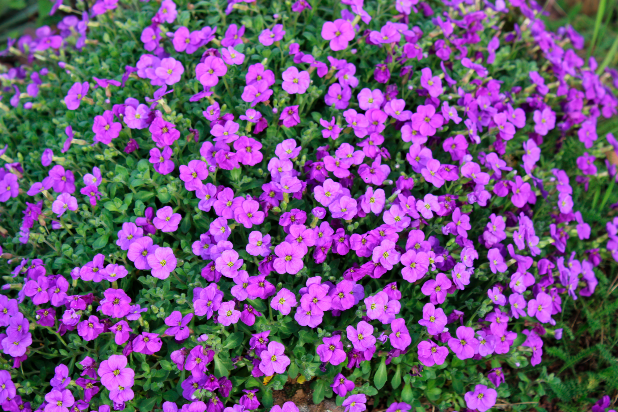 PLANTES VIVACES DE PRINTEMPS