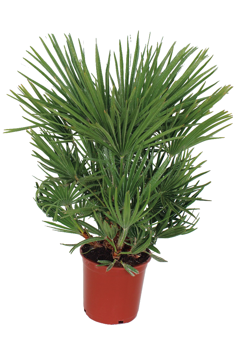 CHAMAEROPS HUMILIS