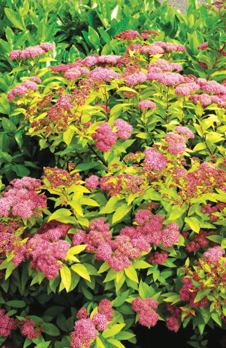 ARBUSTES À FLEURS
