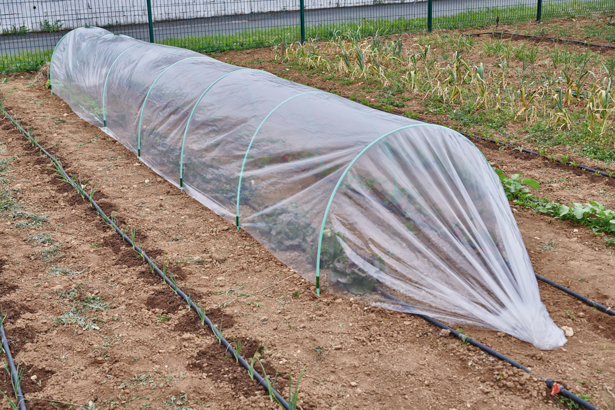 FILM DE FORÇAGE DES CULTURES "BEAUX JOURS"