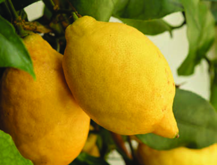 CITRUS LEMON