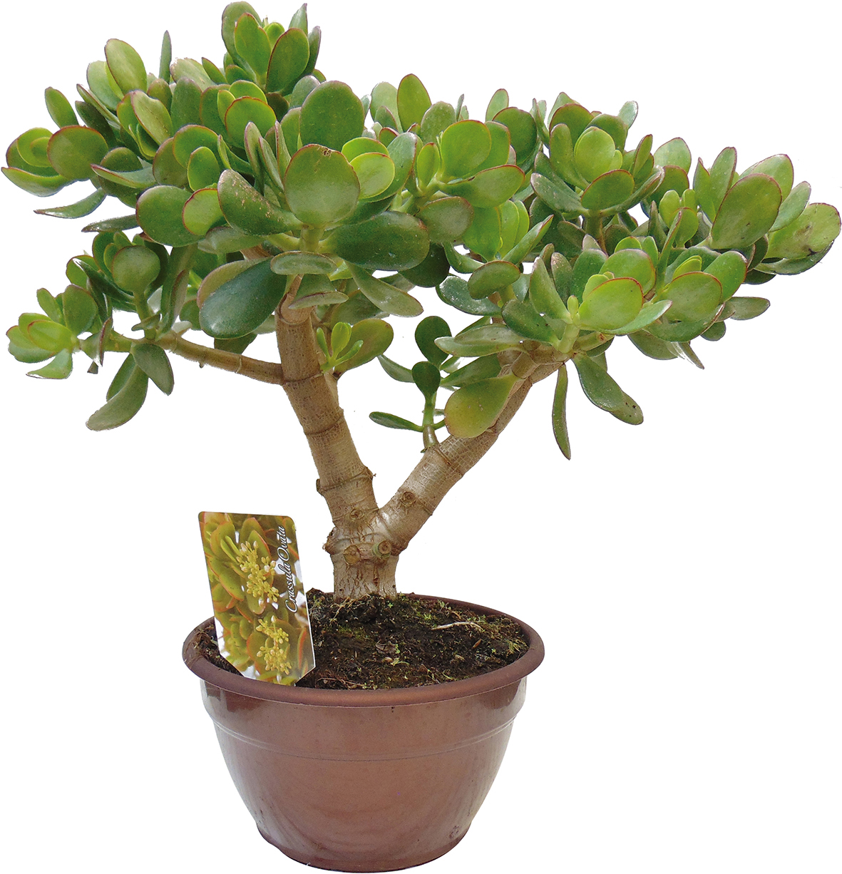 ARBRE DE JADE