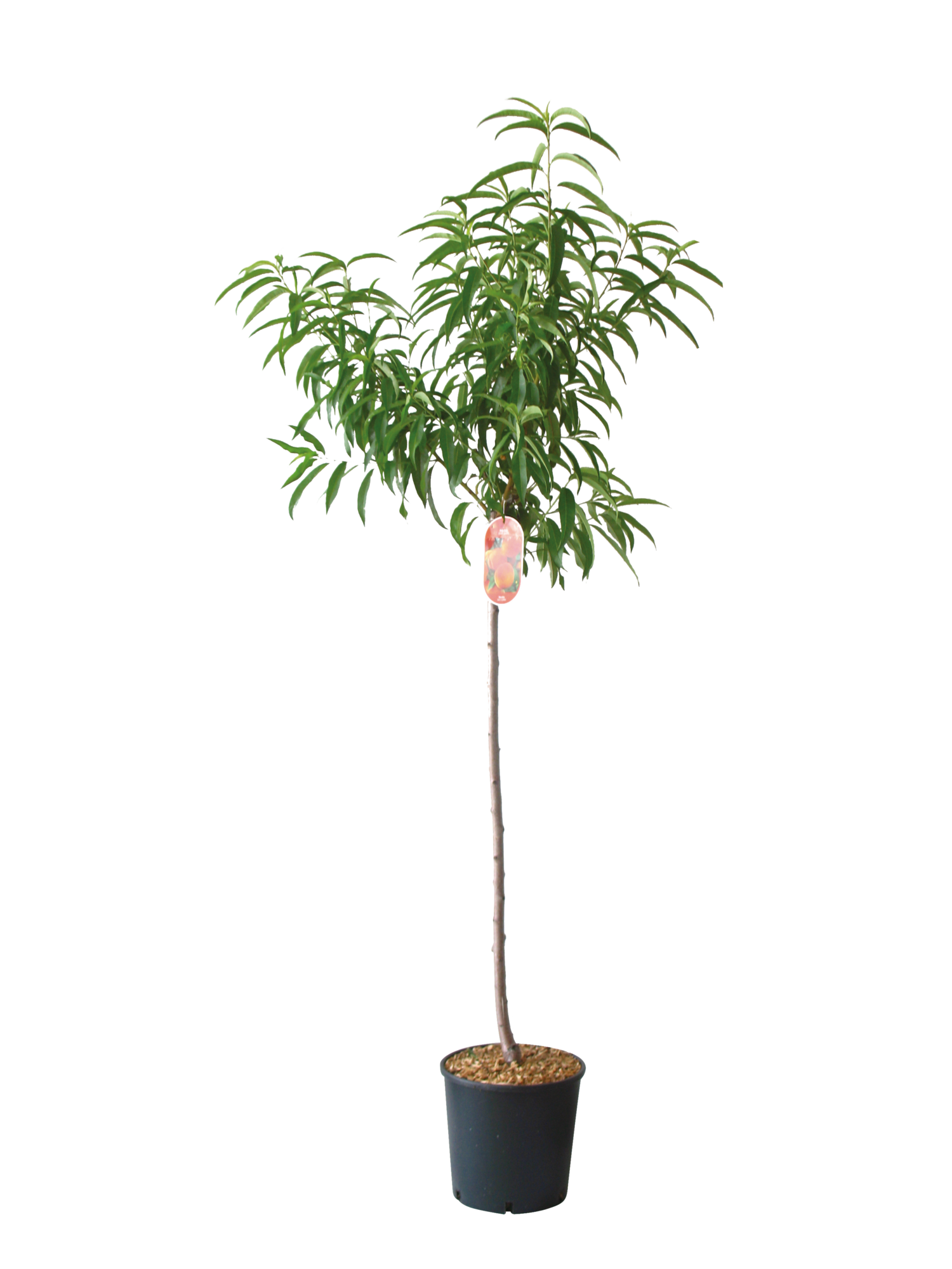 ARBRE FRUITIER DEMI-TIGE
