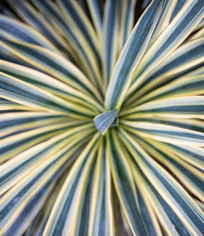 CORDYLINE AUSTRALIS