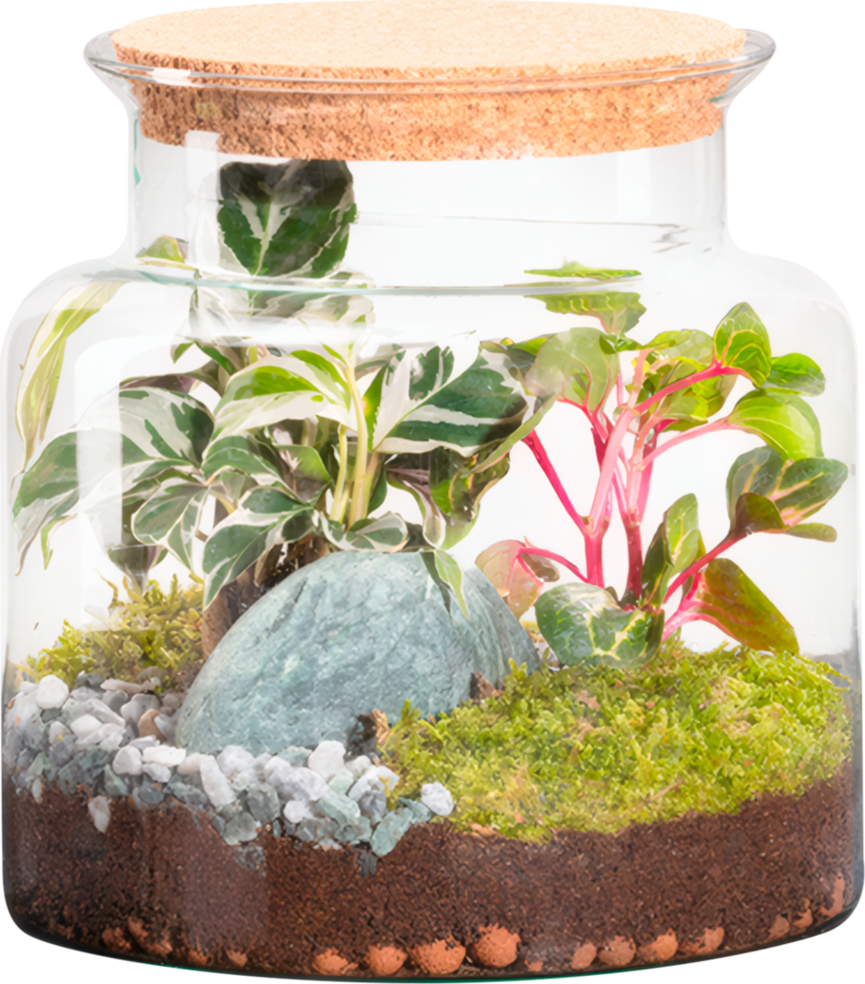 Terrarium 2 plantes