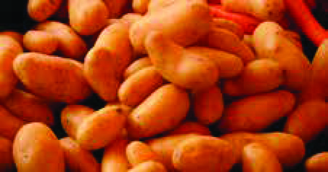 PLANTS DE POMMES DE TERRE