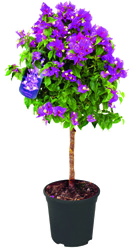 BOUGAINVILLIER ALEXANDRA BOULE COPA