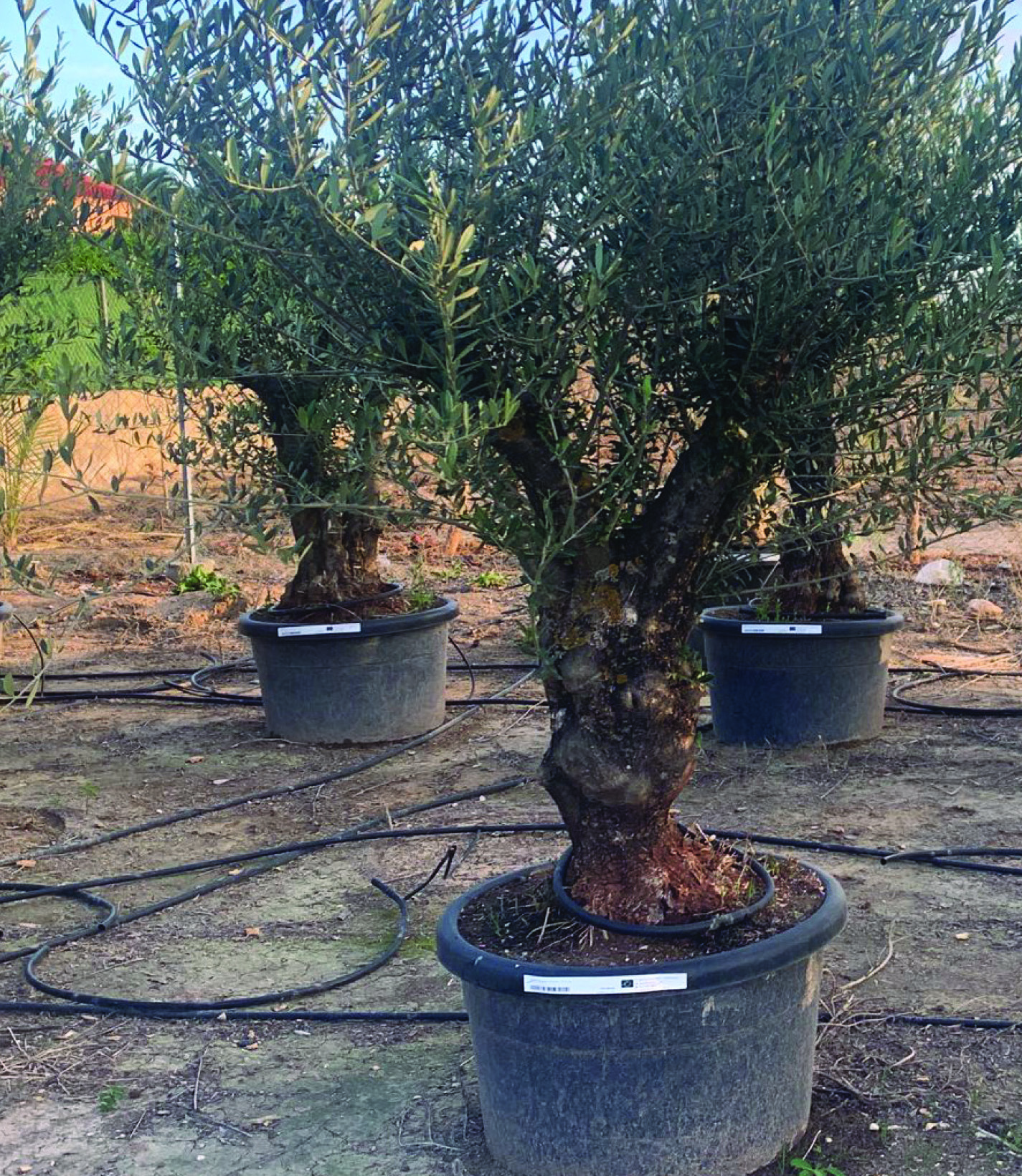 OLEA TUSCO