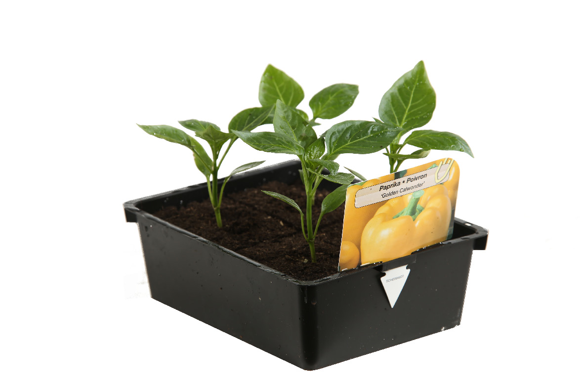 PLANTS DE LÉGUMES