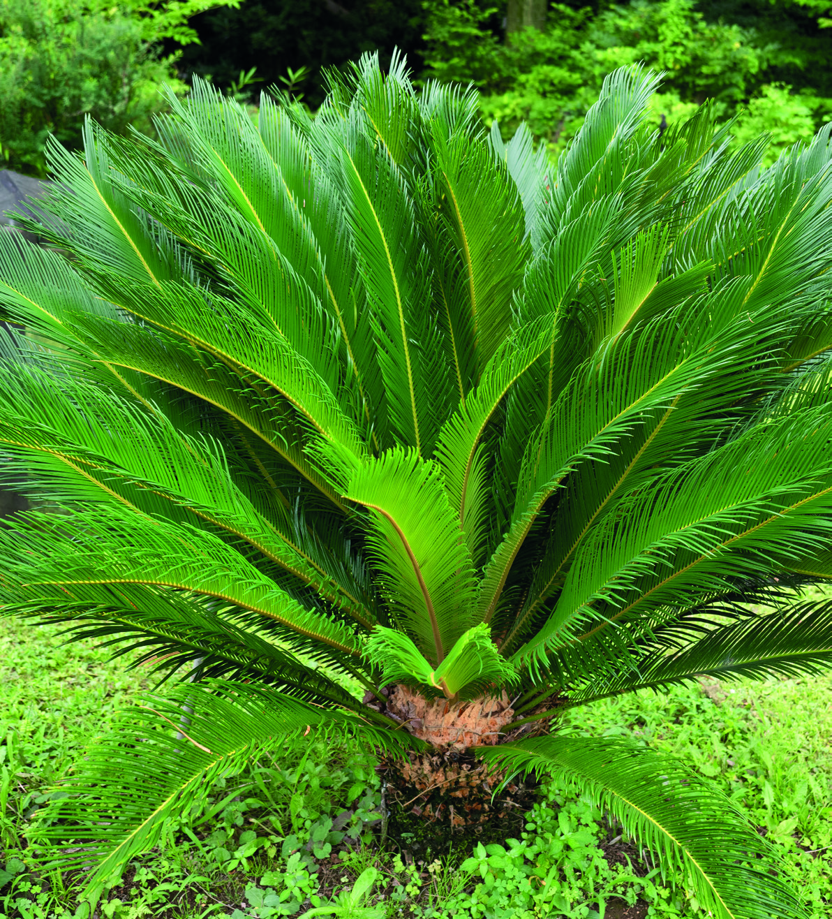 CYCAS REVOLUTA