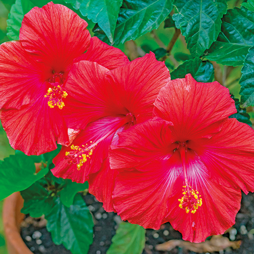 HIBISCUS ARBUSIF TAHITI