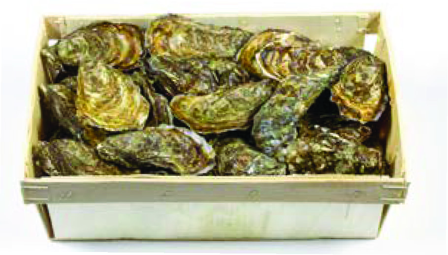 BOURRICHE DE 2 KG HUÎTRES CREUSES VENDÉE ATLANTIQUE N°3