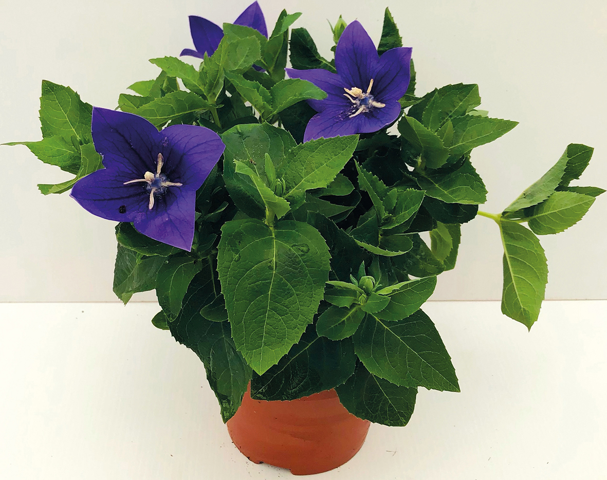 PLATYCODON
