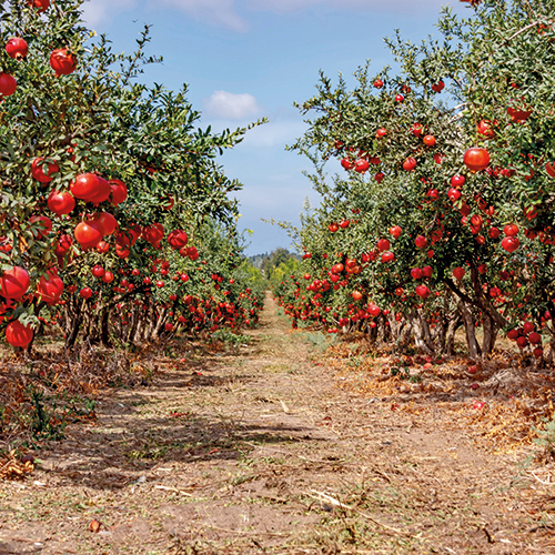 GRENADIER PUNICA GRANATUM