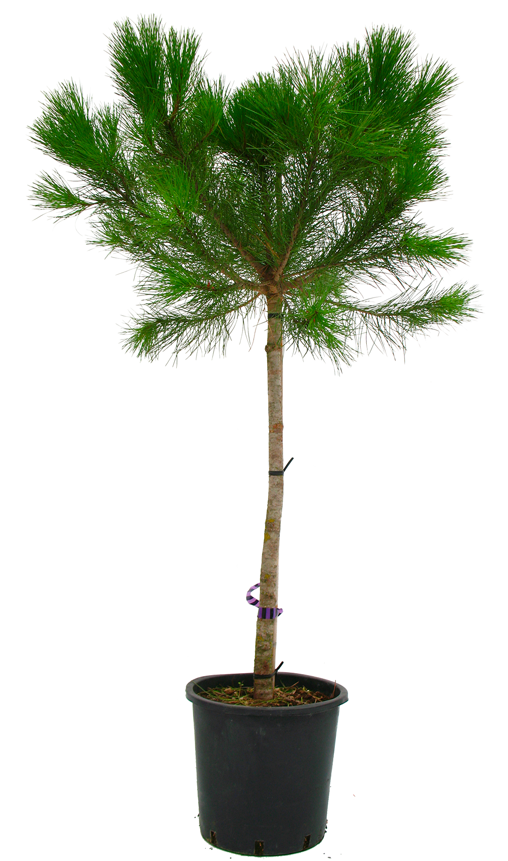 PINUS PINEA