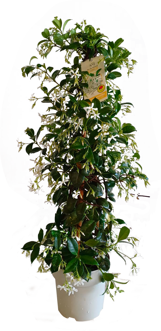 JASMIN TRACHELOSPERMU