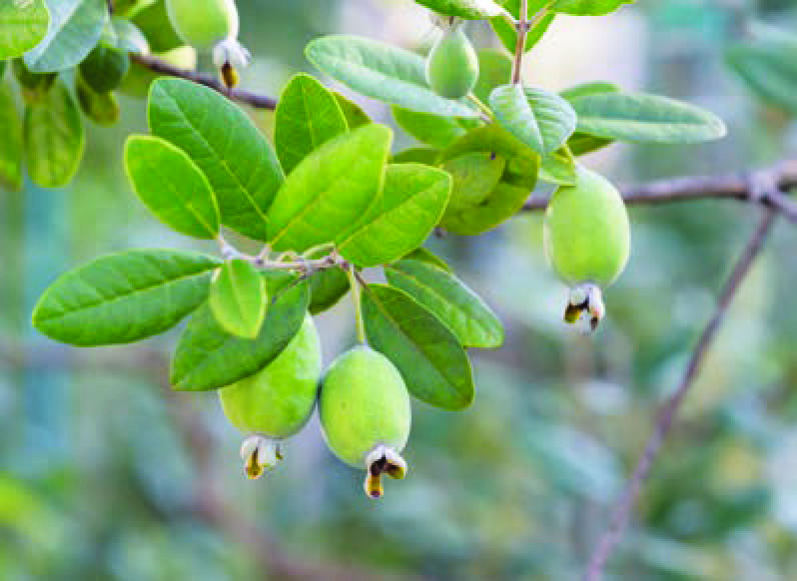 FEIJOA SELLOWIANA