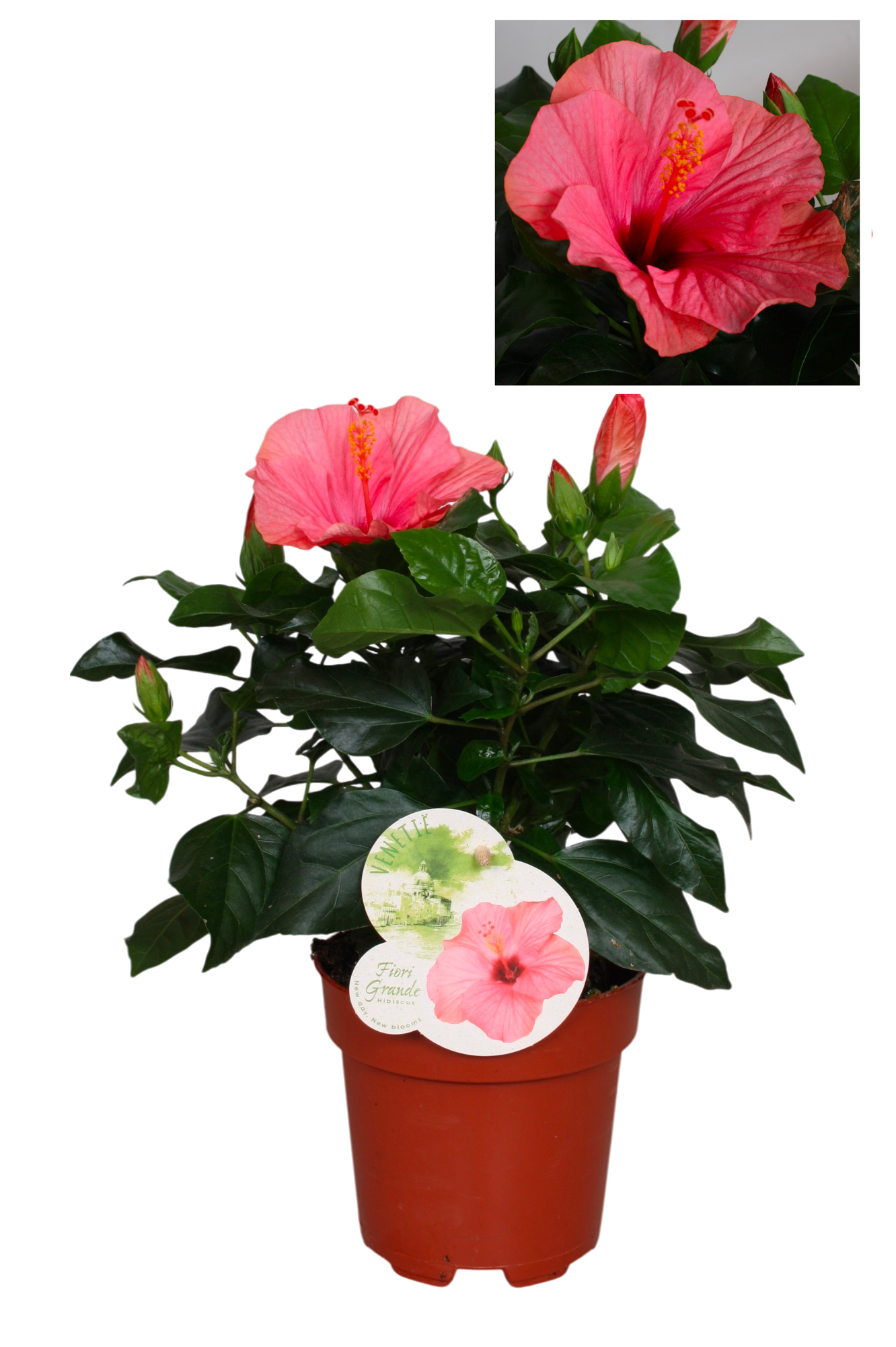 HIBISCUS