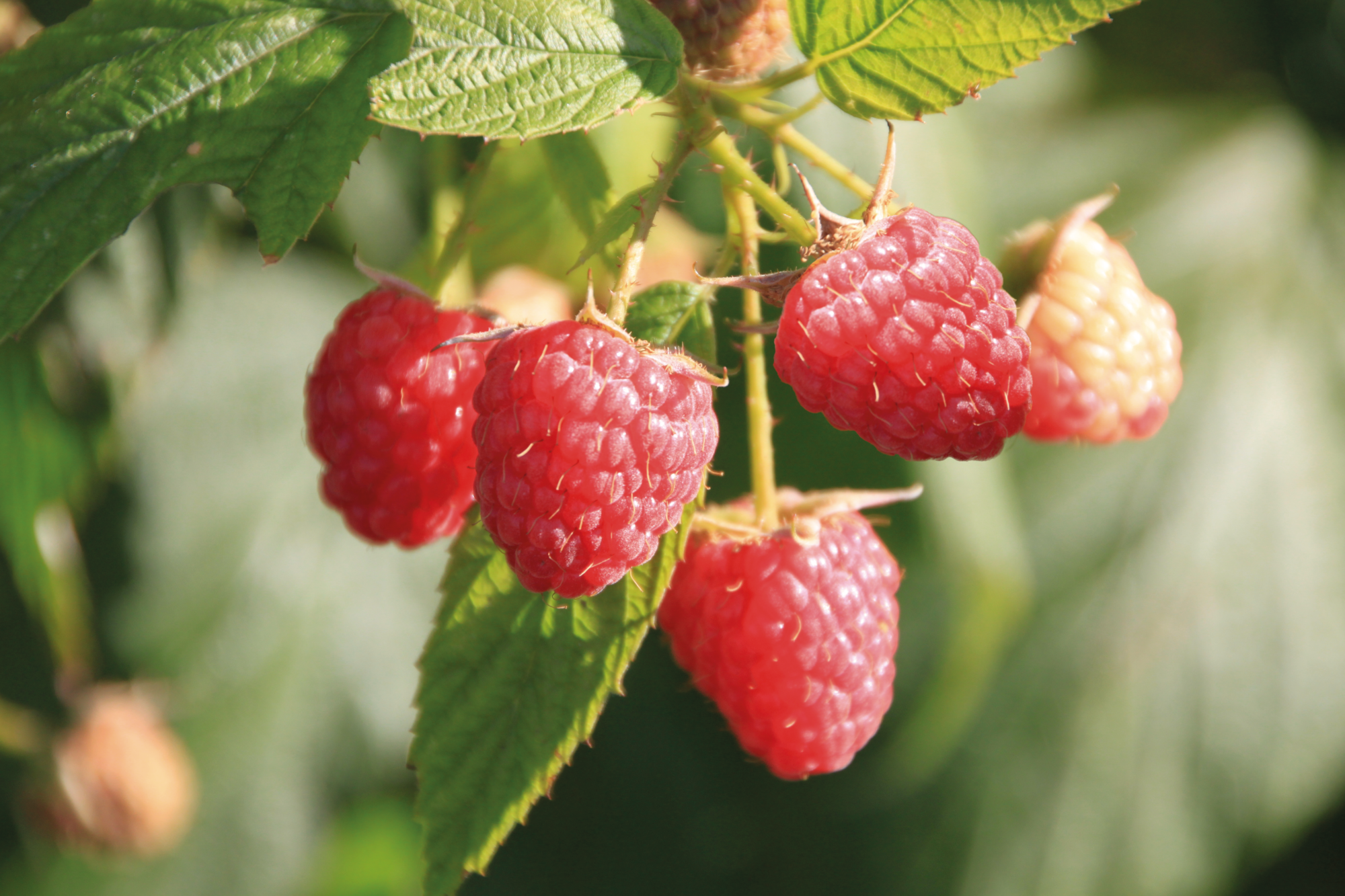 FRAMBOISIER "RUBUS IDAEUS"