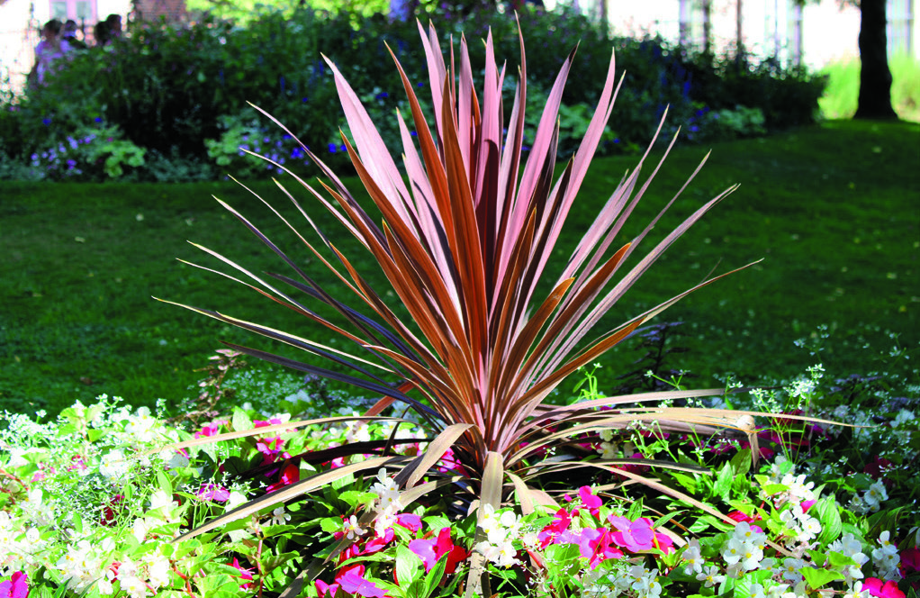 CORDYLINE