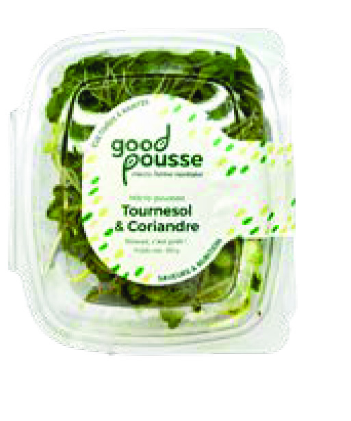 MICRO-POUSSES TOURNESOL & CORIANDRE