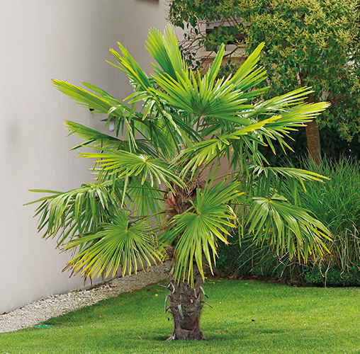 TRACHYCARPUS FORTUNEI