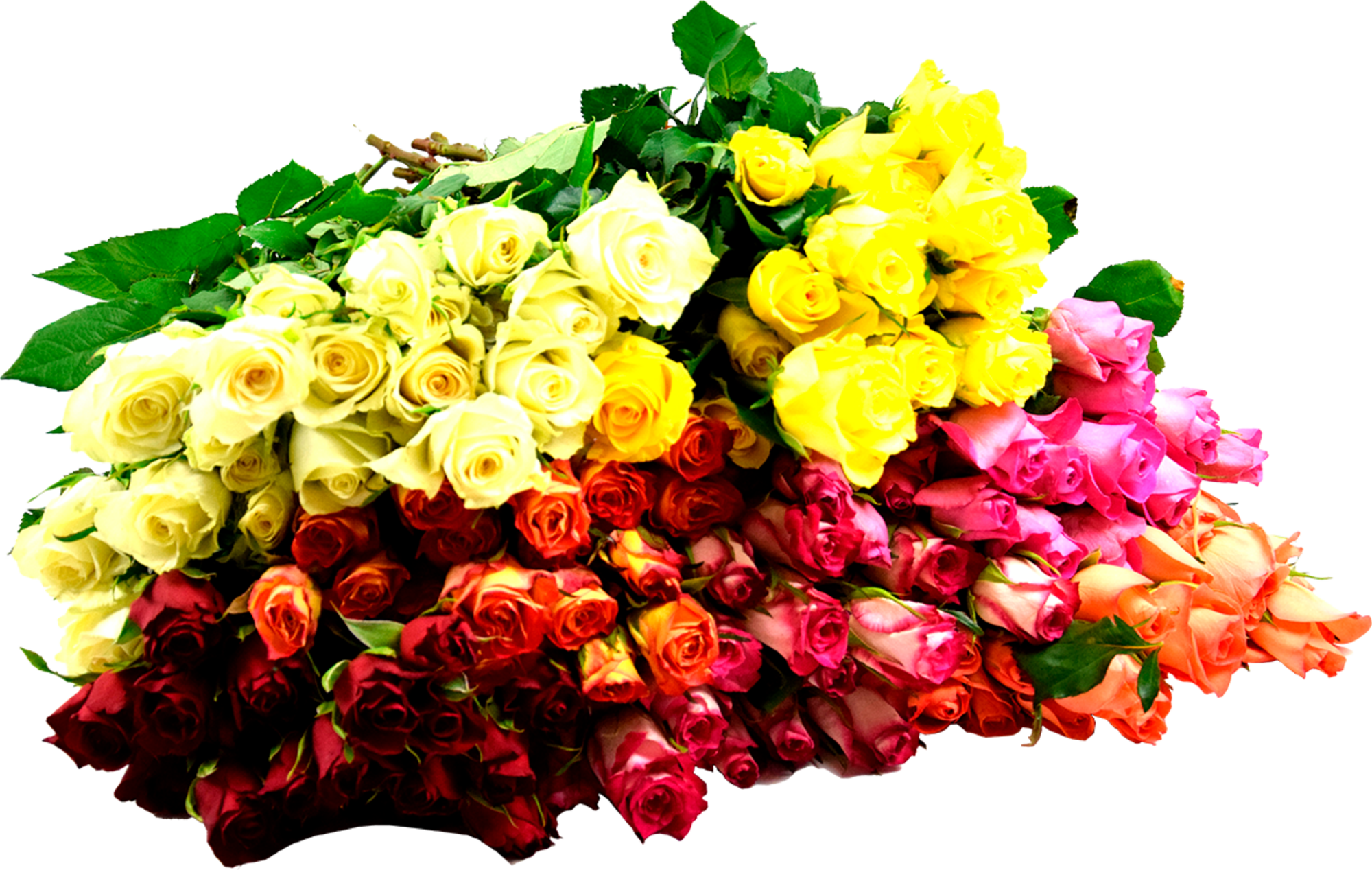 Bouquet de 20 roses