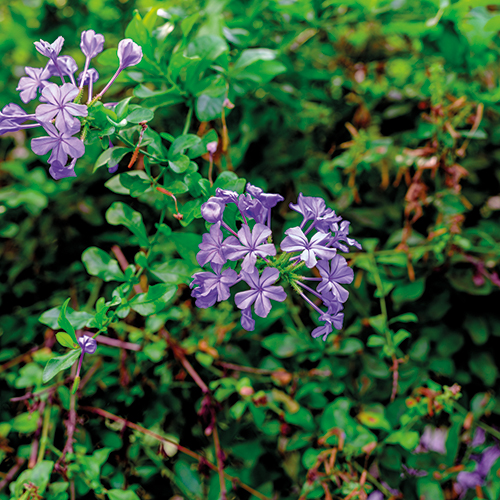 PLANTES GRIMPANTES