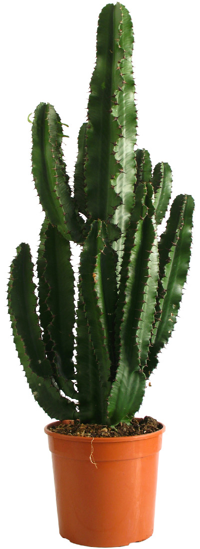 EUPHORBIA