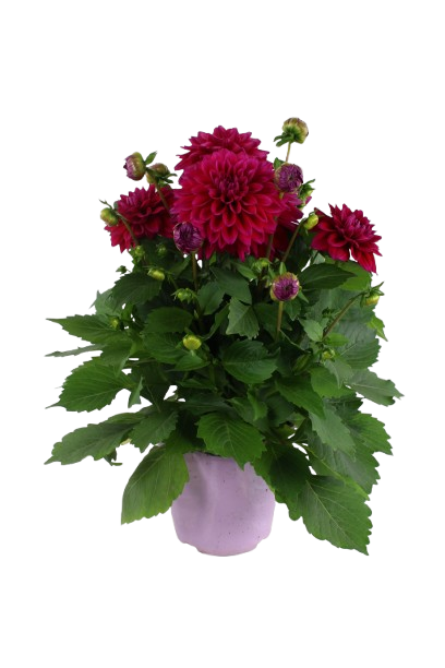 DAHLIA