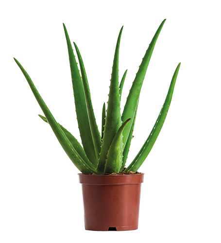 ALOE VERA