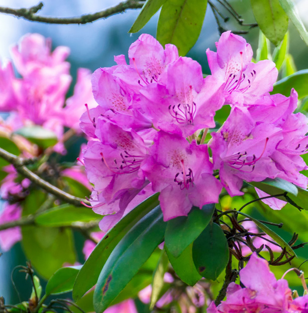RHODODENDRONS VARIÉS