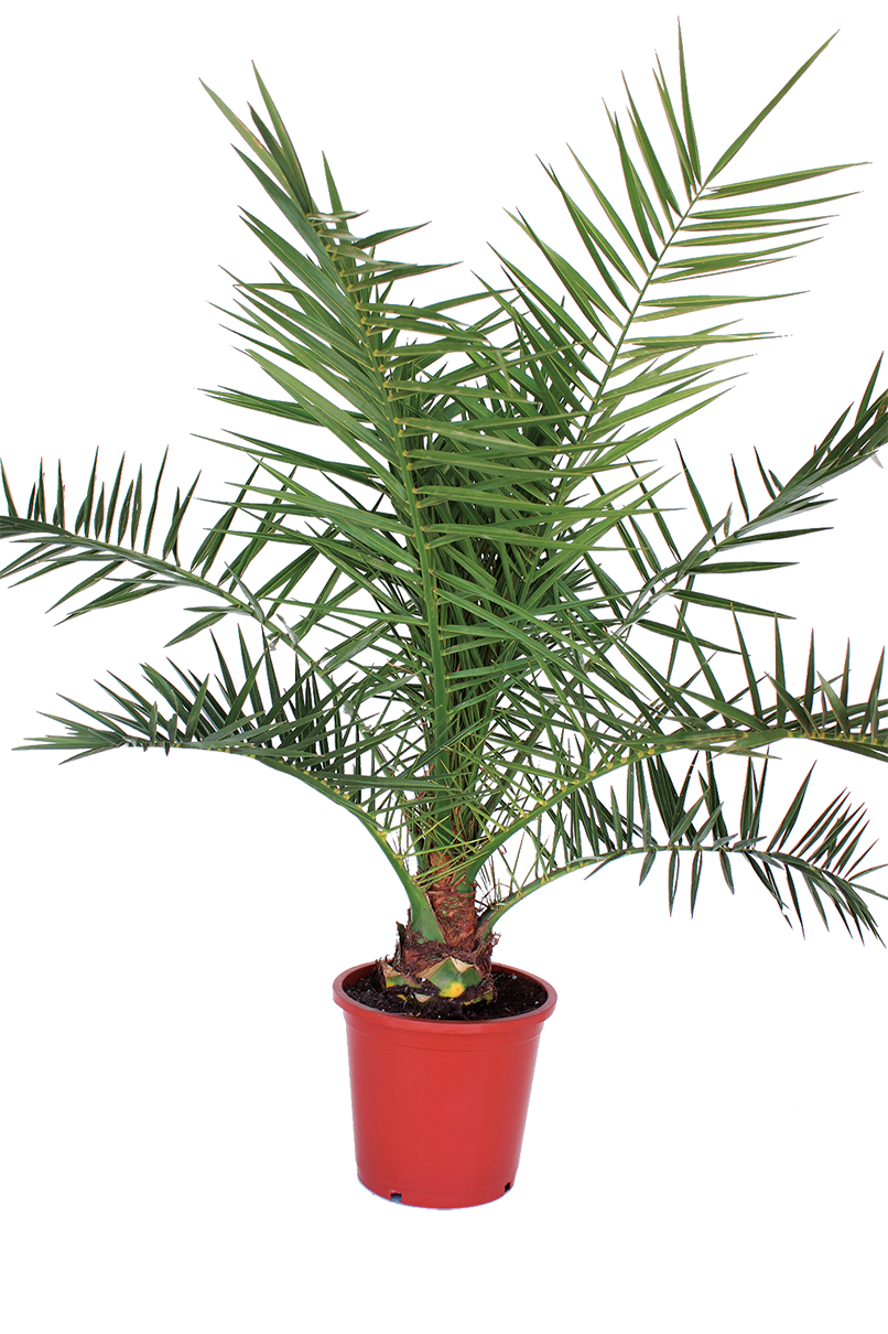 PHOENIX CANARIENSIS