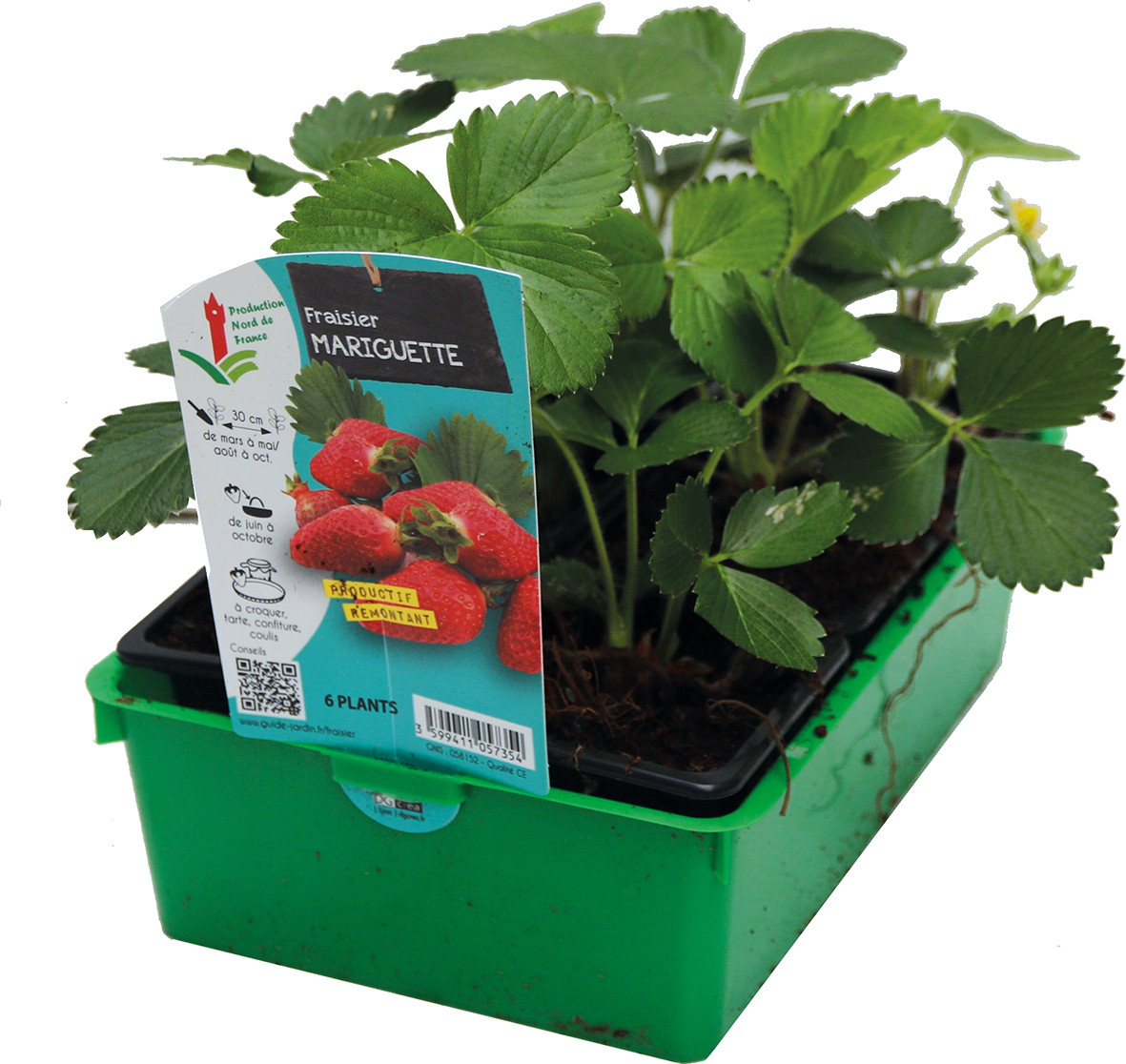 FRAISIER MARIGUETTE