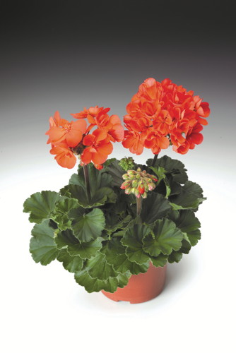 GERANIUM ZONALE