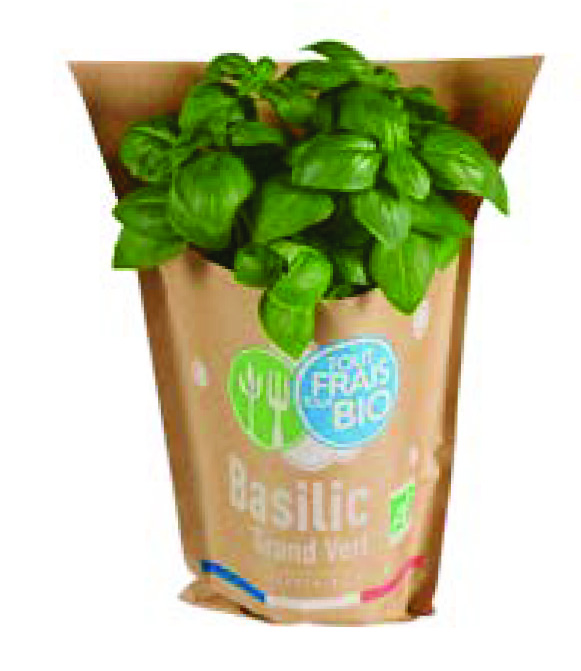 BASILIC FRAIS