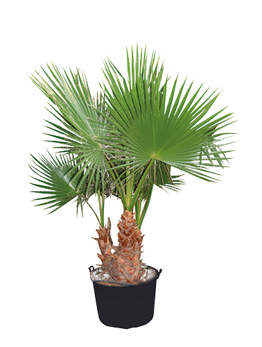 WASHINGTONIA ROBUSTA 3-4 PIEDS