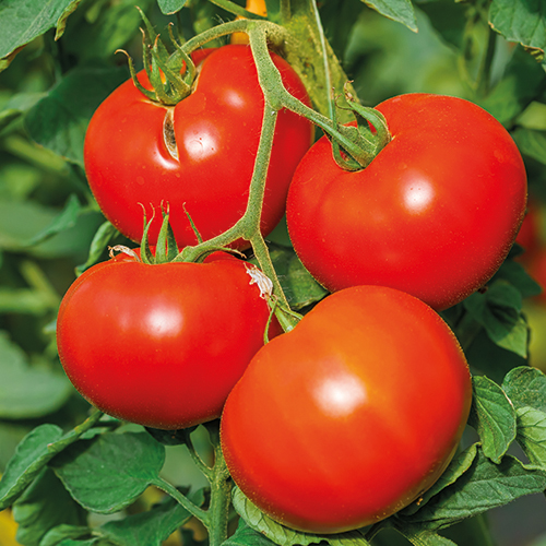 TOMATE GRAPPE