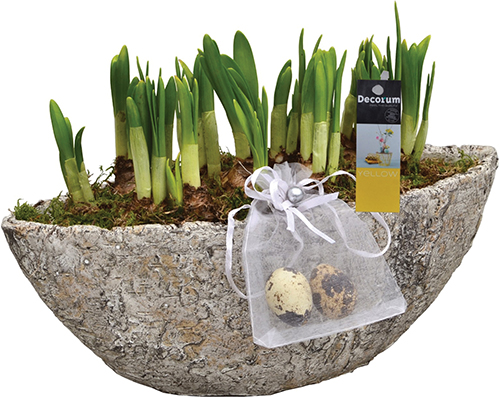 NarciSsus tÊte À tÊte 
dans POT EN céramique FORME OVALE