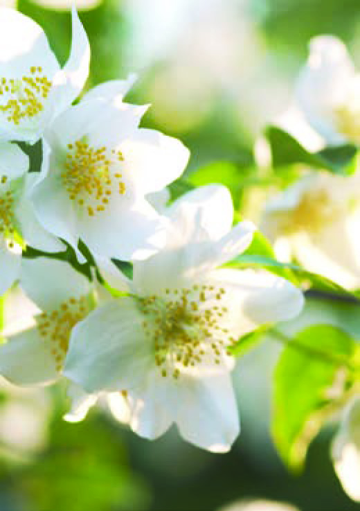JASMIN