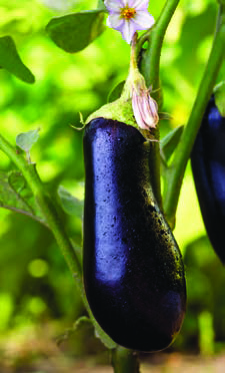 AUBERGINE