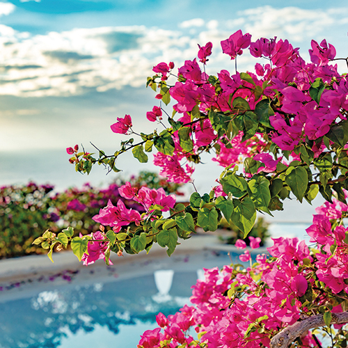 BOUGAINVILLIER