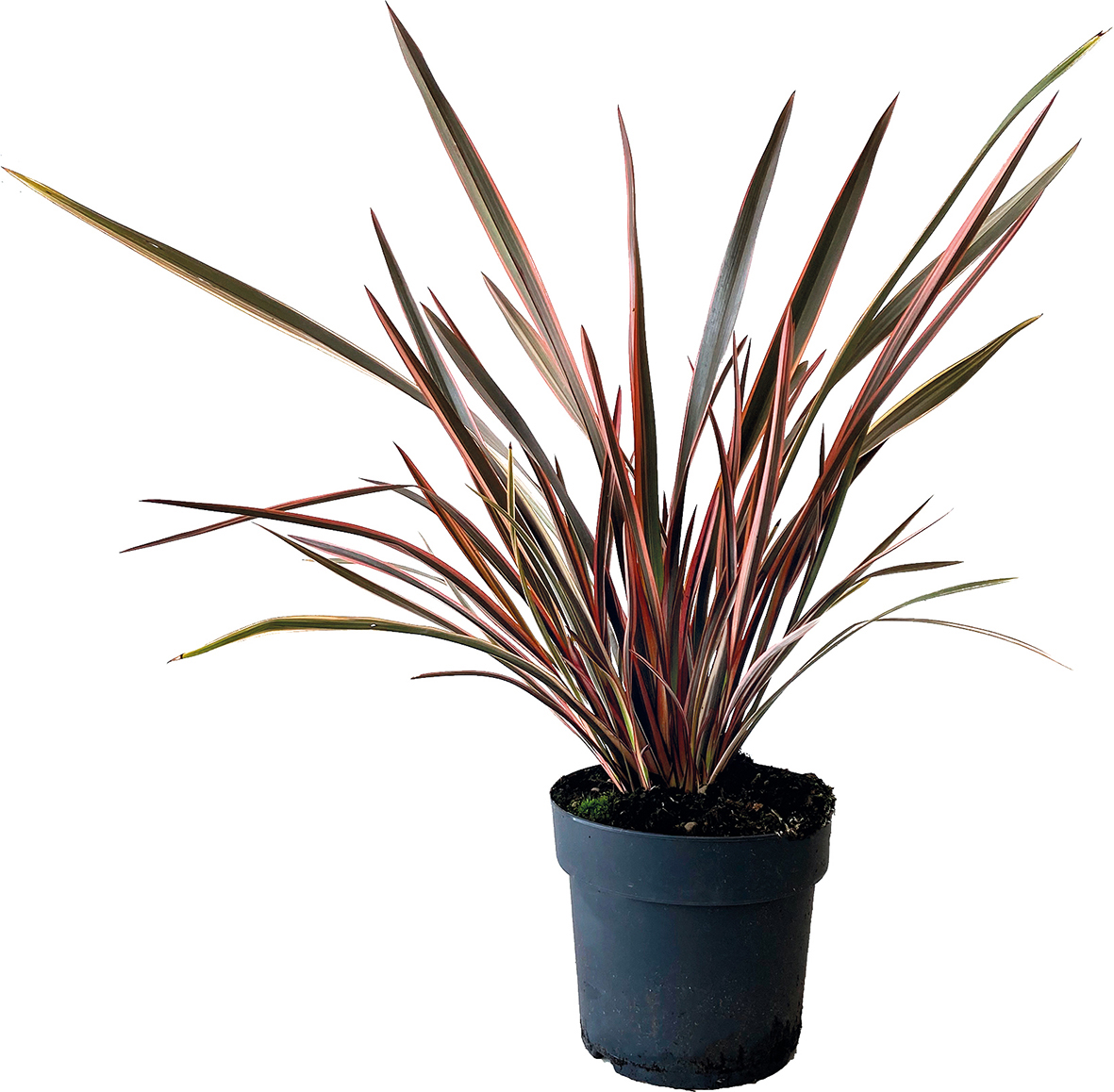 PHORMIUM