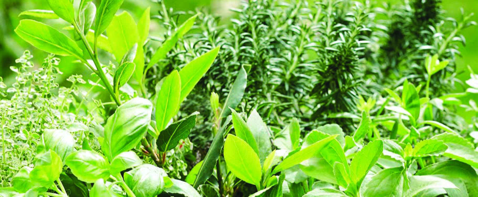 ANETH, BASILIC, CORIANDRE, MENTHE, PERSIL, ROMARIN, VERVEINE CITRON IDÉAL POUR LES MOUSTIQUES