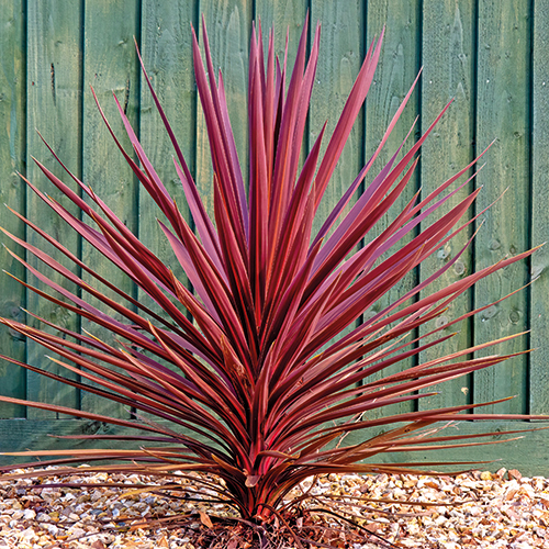 CORDYLINE