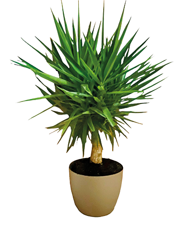 YUCCA ELEGANS MULTI TÊTES