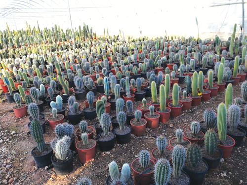 COLLECTION DE CACTUS